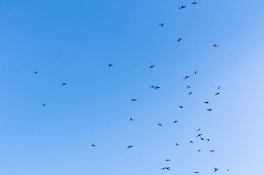 Kuşlar mavi gökyüzünde uçuyor, gökyüzü arkaplan resmi