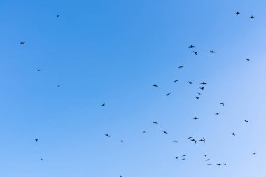 Kuşlar mavi gökyüzünde uçuyor, gökyüzü arkaplan resmi