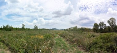 Ağaçlı, bulutlu ve dağlı mavi gökyüzü, gökyüzü arkaplan resmi, Panorama manzarası