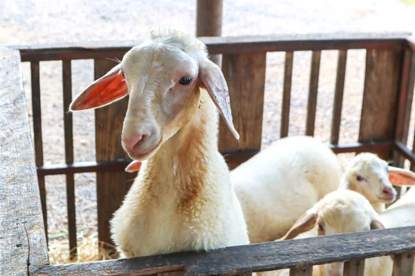 羊と柵の中に立っている羊の顔 敏感な焦点 — ストック写真