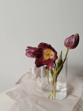 Kağıt kapaklı bir vazoda mor laleler. Asgari düzeyde. Moda tasarımı. Boşluk konseptini kopyala.