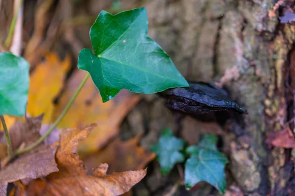 가을에는 낡은 나무 그루터기에 검은 곰팡이 가 매달려 있다 — 스톡 사진