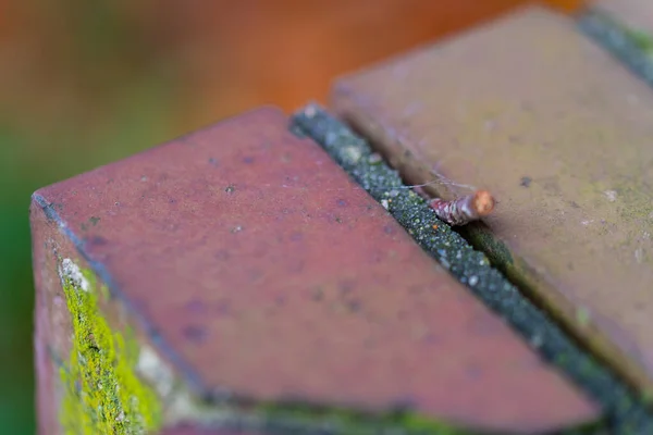 Een kleine stok vecht zich een weg door meerdere stenen — Stockfoto