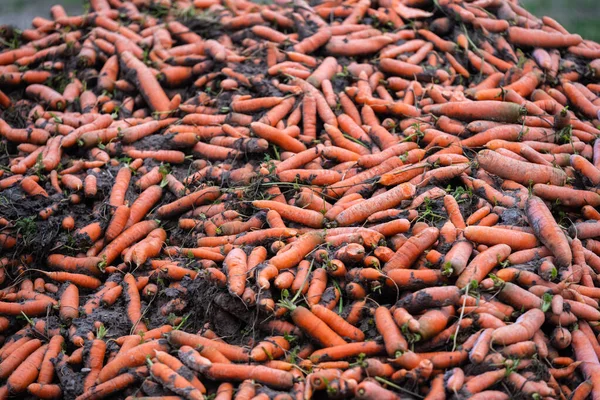 Morcovii organici proaspăt culeși se află într-o grămadă pe margine — Fotografie, imagine de stoc