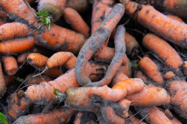 Yeni toplanmış organik havuçlar kenardaki bir yığın içinde duruyor. 