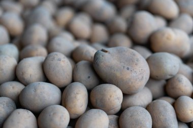 Daha fazla dağıtmak için taze toplanmış patatesler.