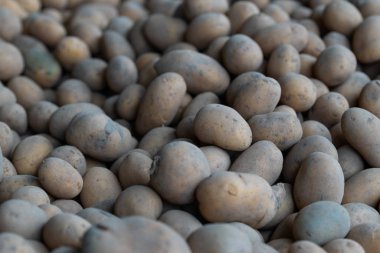 Daha fazla dağıtmak için taze toplanmış patatesler.