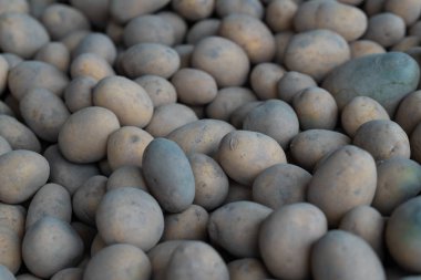 Daha fazla dağıtmak için taze toplanmış patatesler.