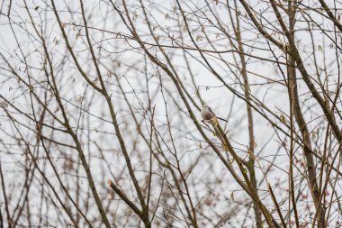 Kuyruklu bir meme kışın çıplak bir ağaçta oturur.