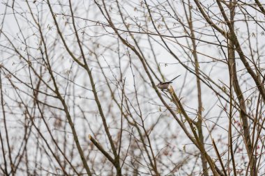 Kuyruklu bir meme kışın çıplak bir ağaçta oturur.