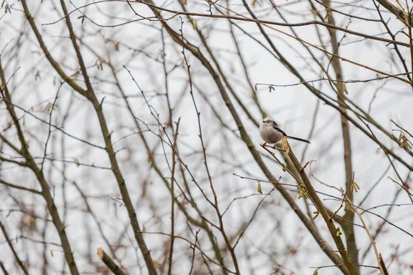 A tailed tit sits in a bare tree  during winter — Stock Photo, Image