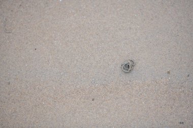 Lugworm 'lar sahildeki kumlu sahili kazıyorlar.