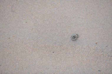 Lugworm 'lar sahildeki kumlu sahili kazıyorlar.