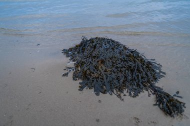 Kumsaldaki taşların üzerinde bir sürü yosun var.