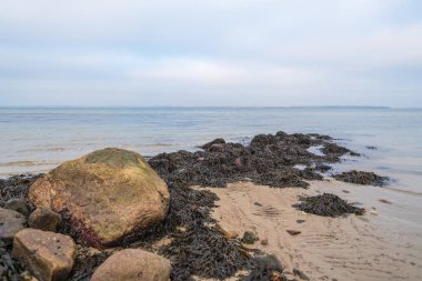 Kumsaldaki taşların üzerinde bir sürü yosun var.