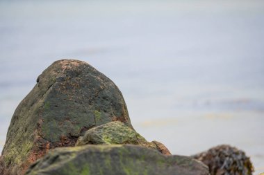 Kumsaldaki taşların üzerinde bir sürü yosun var.