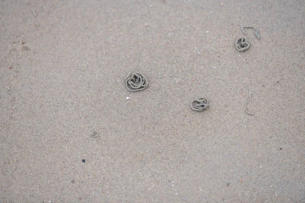 Lugmaskar gräver sig igenom sandstranden vid kusten — Stockfoto