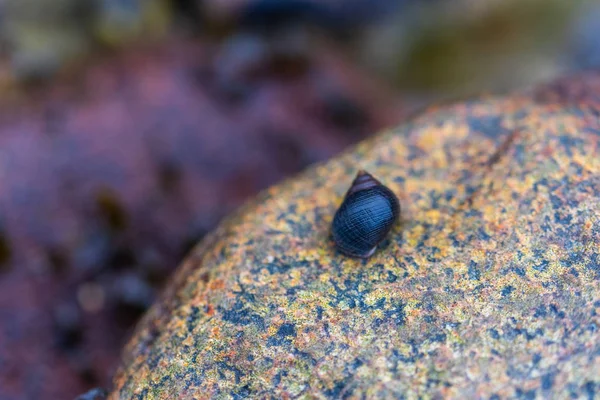 许多蜗牛壳落在沙滩上，喜欢攀附在沙滩上 — 图库照片