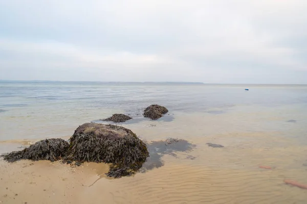 沙滩上的石头上有许多海藻 — 图库照片