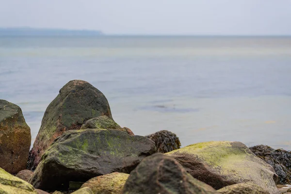 Hay muchas algas en las piedras en la playa de arena —  Fotos de Stock
