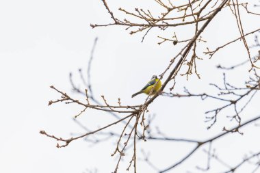 Ağaçta bir meme ötüyor.