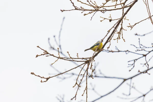 A tit is chirping  in a tree — ストック写真