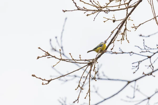 Une mésange gazouille dans un arbre — Photo