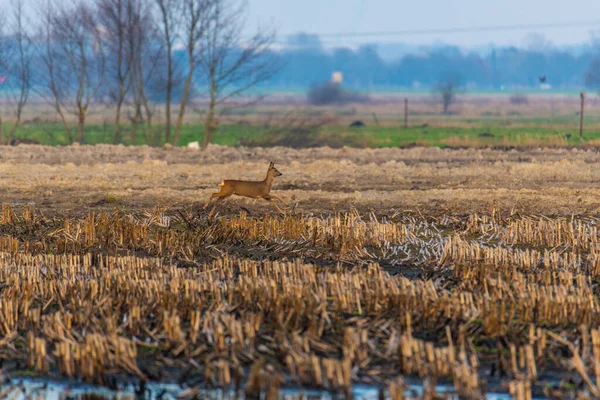 Algunos ciervos corren a través de un campo de maíz arado en la noche — Foto de Stock