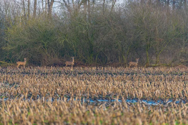 Alguns veados atravessam um campo de milho arado à noite. — Fotografia de Stock