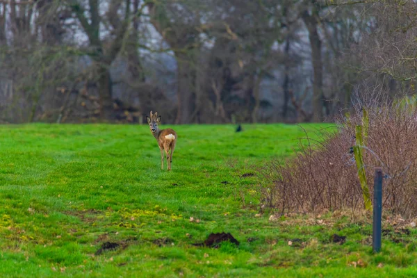 Sommige herten rennen 's avonds over een groen veld. — Stockfoto