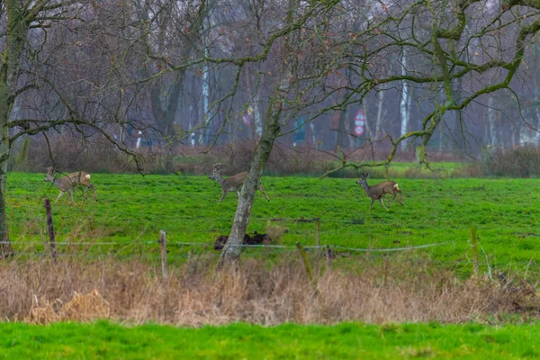 Some deer run across  a green field in the evening — 스톡 사진