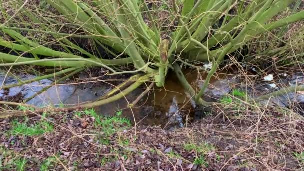 Water stroomt in een greppel tussen de velden — Stockvideo