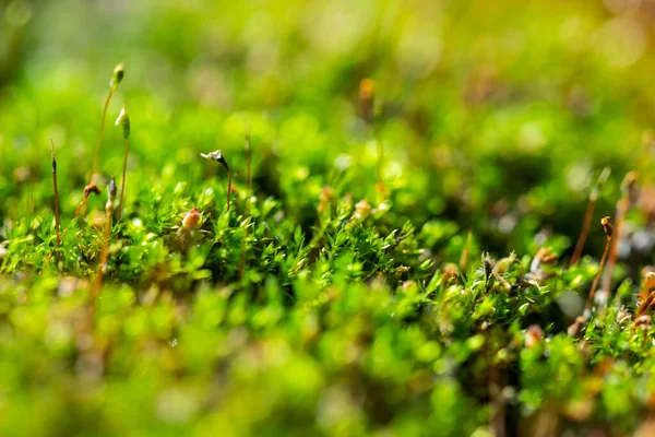 a  withered carnivorous plant once lived here in green macro