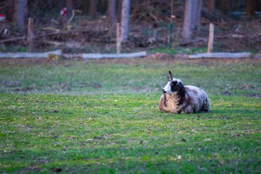 Jakob koyunu sakince çayırda uzanıyor ve rahatlıyor.