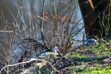 İki siğilli ördek Kuzey Almanya 'da küçük bir nehirde.