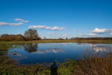 Mavi gökyüzünün yanından bulutlar geçerken suya bir ağaç yansıyor.