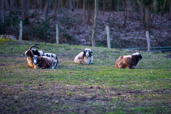 Jakob Moutons Trouve Calmement Sur Une Prairie Détendu — Photo