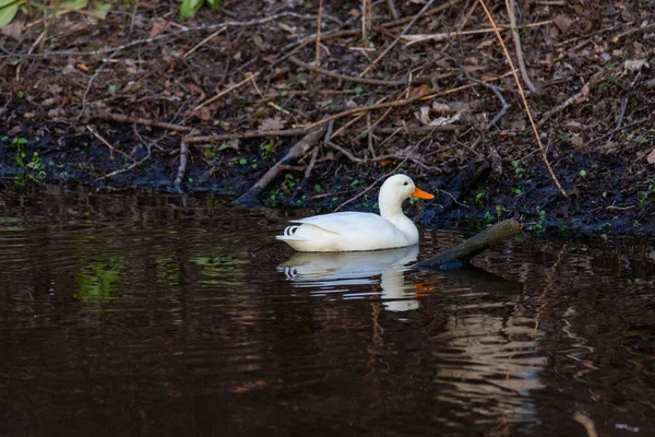 Beyaz Bir Ördek Nehirde Yüzüyor — Stok fotoğraf