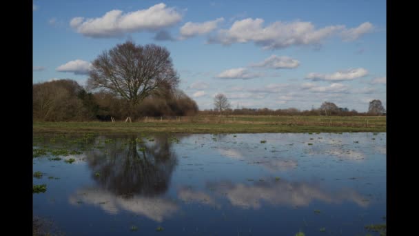 Uma árvore é refletida na água enquanto as nuvens passam pelo céu azul — Vídeo de Stock
