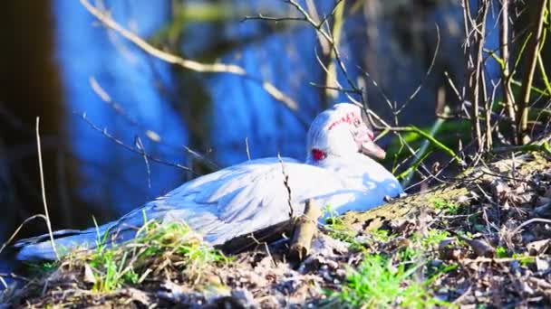 Patos Verrugosos Están Pequeño Río Norte Alemania — Vídeos de Stock