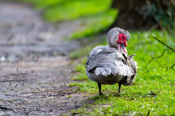 A  warty duck cleans up on a small path after a rain shower