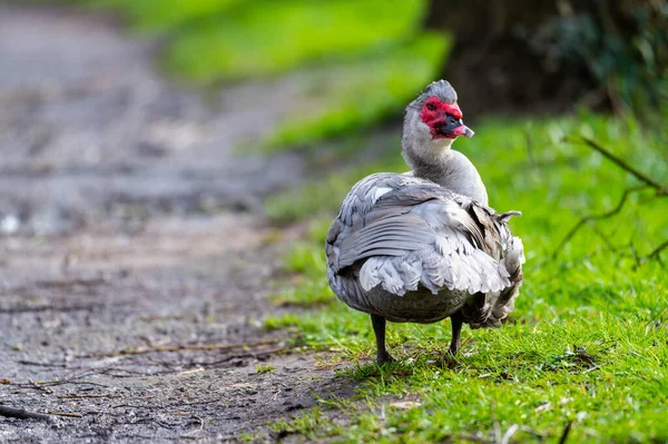 Pato Verrugoso Limpia Pequeño Camino Después Una Lluvia — Foto de Stock