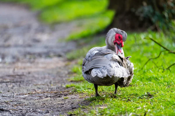 Pato Verrugoso Limpia Pequeño Camino Después Una Lluvia — Foto de Stock