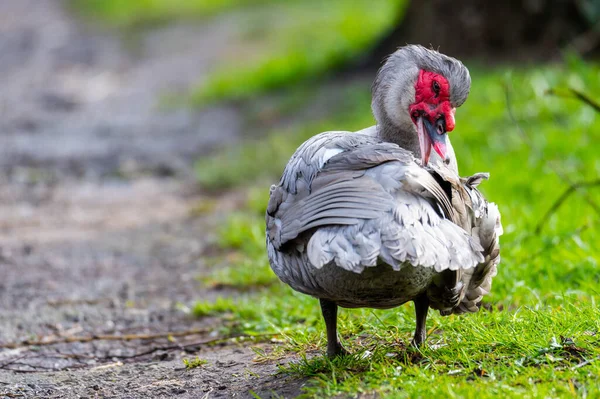 Pato Verrugoso Limpia Pequeño Camino Después Una Lluvia — Foto de Stock