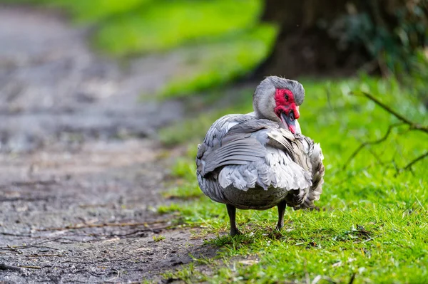 Pato Verrugoso Limpia Pequeño Camino Después Una Lluvia — Foto de Stock