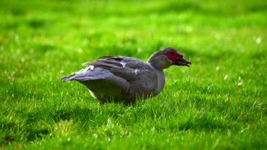 Siğilli bir ördek yeşil bir çayırda yavaş çekimde yiyecek arıyor.