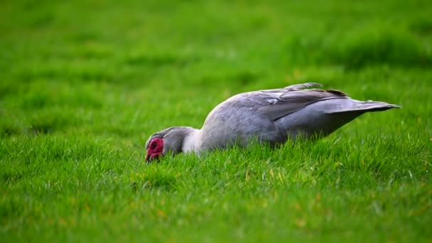 Canard Verruqueux Cherche Nourriture Dans Une Prairie Verte — Video