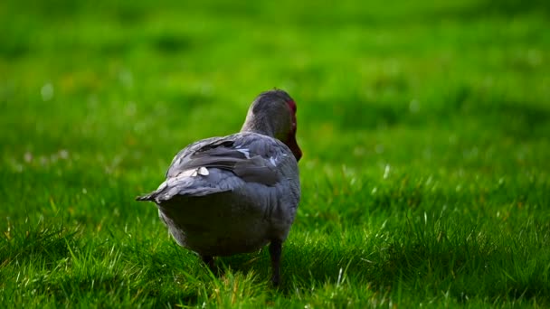 一只疣鸭在绿色的草地上慢动作寻找食物 — 图库视频影像