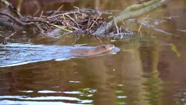 一只麝鼠游过德国北部的一条小河 — 图库视频影像