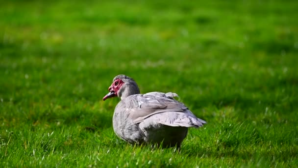 一只疣鸭在绿色的草地上觅食 — 图库视频影像